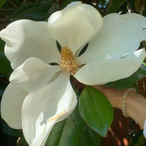 Meet your Posher, Genevieve